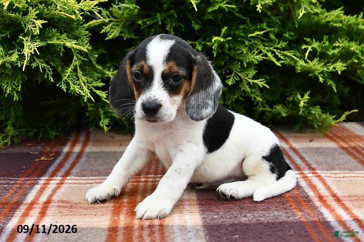 Beagle dogs Braden - Ad 2