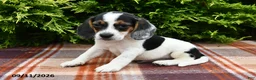 Beagle dogs for sale: Braden - Ad 2