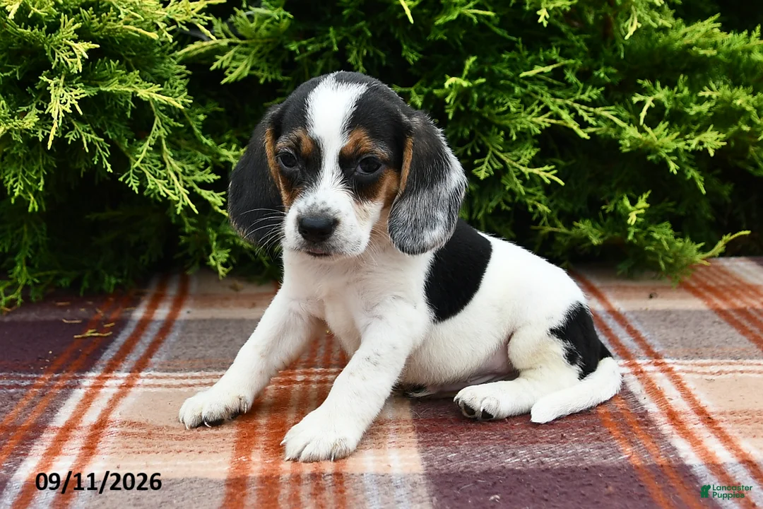 Beagle dogs for sale: Braden - Ad 2