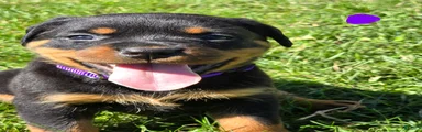 Rottweiler purple collar female 