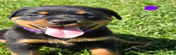 Rottweiler dogs for sale: Rottweiler purple collar female  - Ad 1