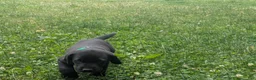 Labrador Retriever dogs for sale: Black Male (Green) - Ad 9