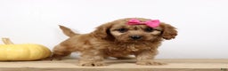 Cavapoo dogs for sale: Macey - Ad 3