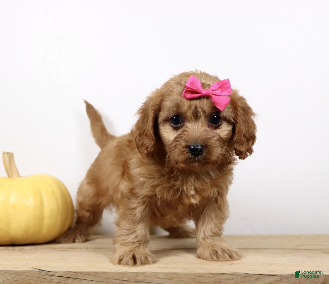Cavapoo dogs for sale: Macey - Ad 3