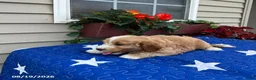 Mini Goldendoodle dogs for sale: Coby - Ad 2