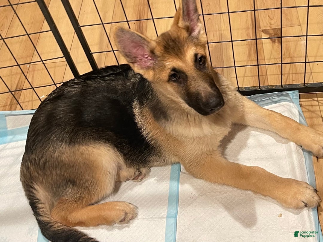 German Shepherd dogs for sale: Precious - Ad 12