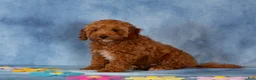 Cockapoo dogs for sale: Patrick - Ad 3
