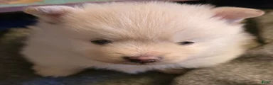 Pomeranian Puppy 1