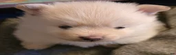 Pomeranian dogs for sale: Pomeranian Puppy 1 - Ad 1