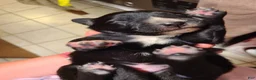 Mixed Breed dogs for sale: Kit-Kat - Ad 3