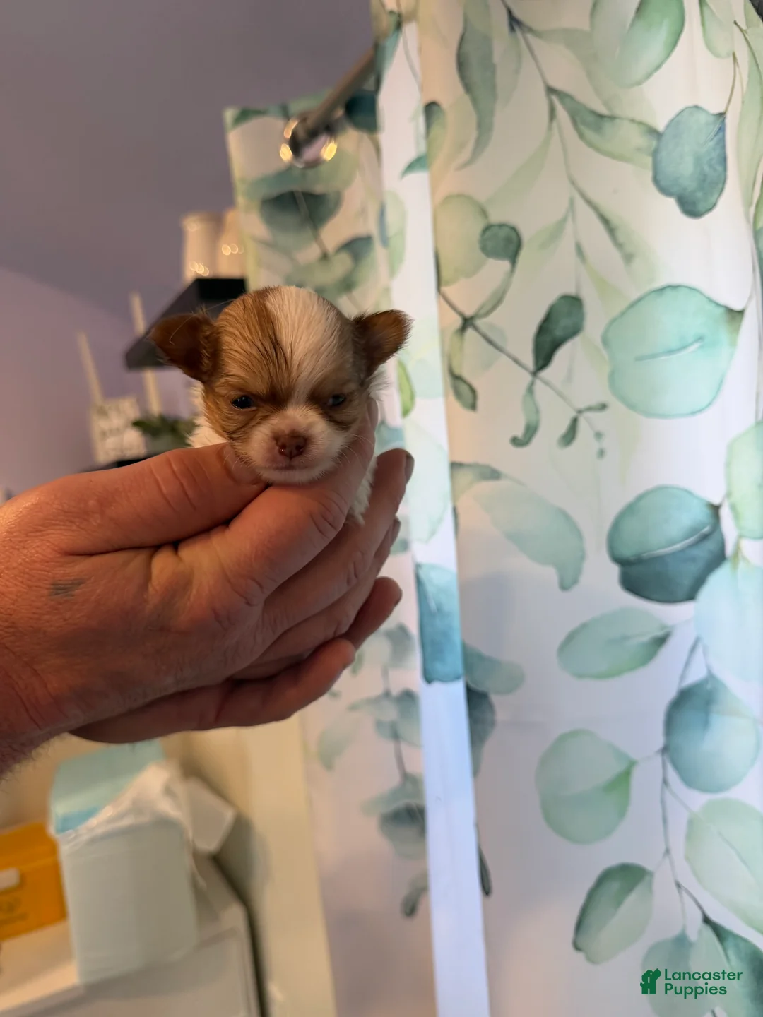 Chihuahua dogs for sale: Stig - Ad 1