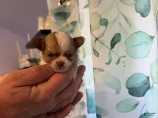 Chihuahua dogs for sale: Stig - Ad 4