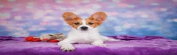 Papillon dogs for sale: Ace - Ad 1