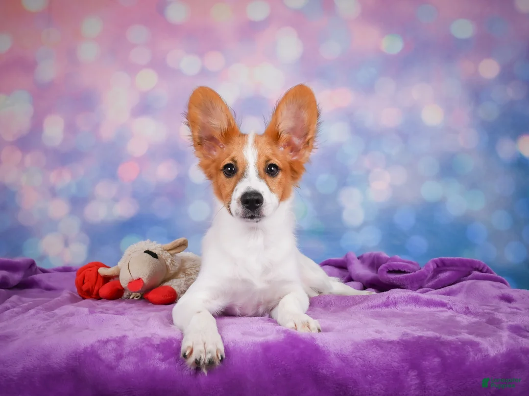 Papillon dogs for sale: Ace - Ad 1