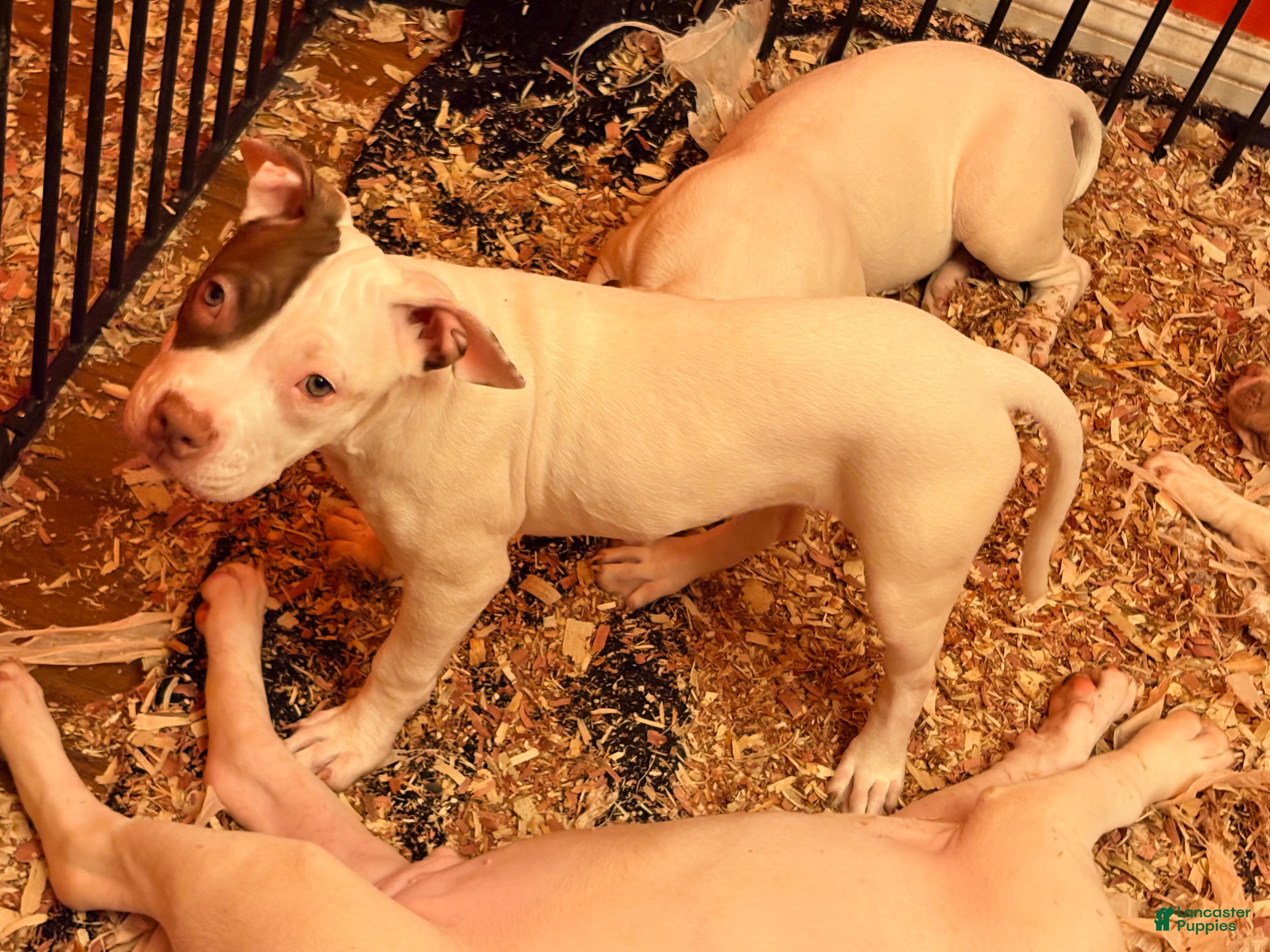Mixed Breed dogs for sale: Mixed Breed 4 - Ad 1