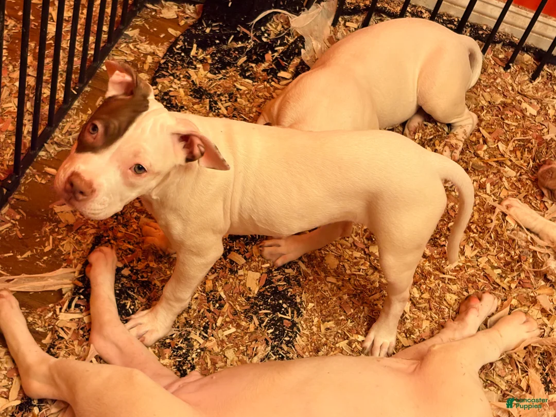 Mixed Breed dogs for sale: Mixed Breed 4 - Ad 1