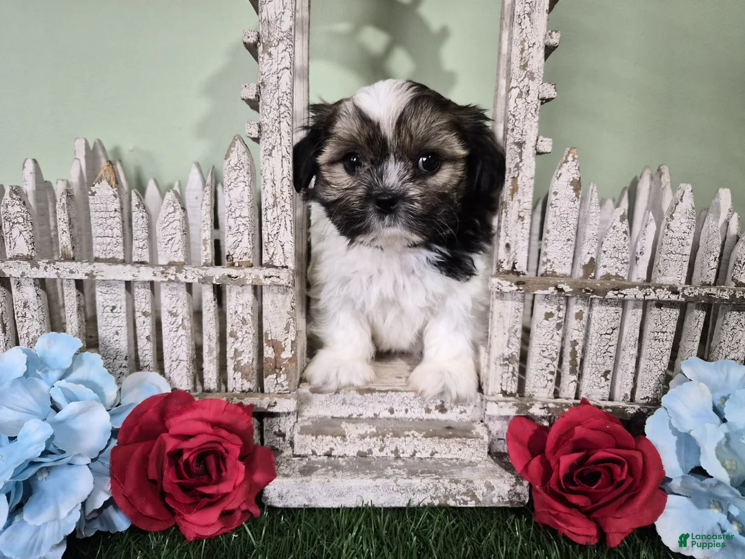 Shorkie dogs for sale: Cowboy - Ad 2