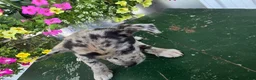Chihuahua dogs for sale: Botches - Ad 6