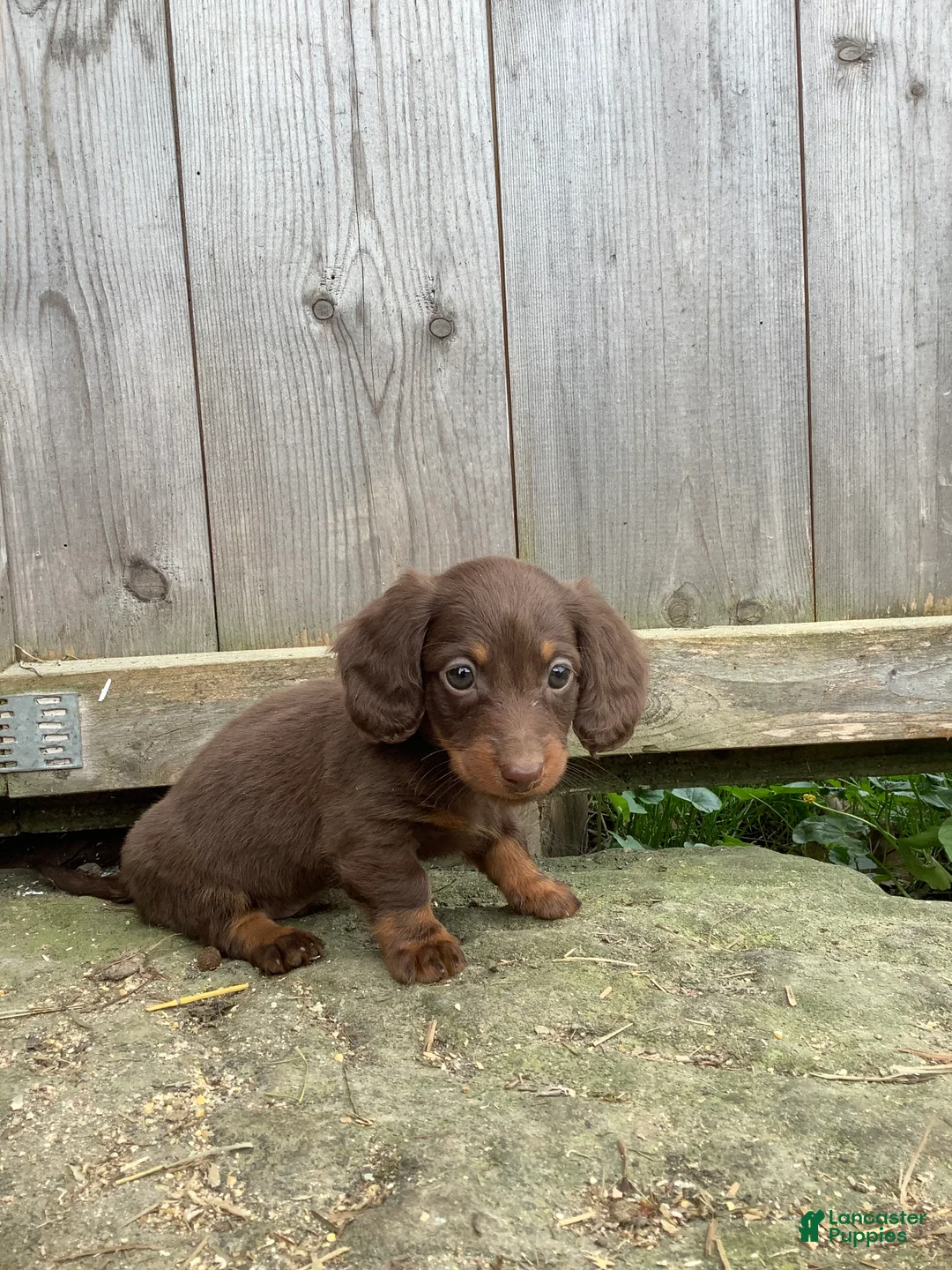 Dachshund dogs for sale: Minnie - Ad 5