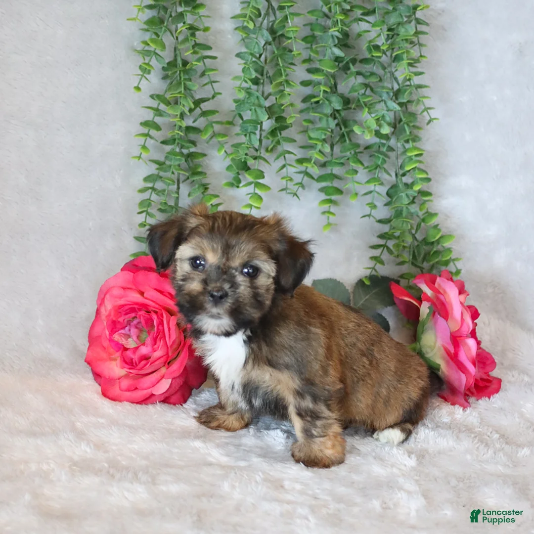 Shorkie dogs for sale: Lisa  - Ad 2