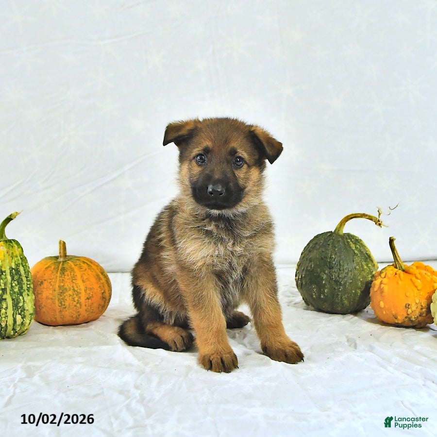German Shepherd dogs Sandy - Ad 2