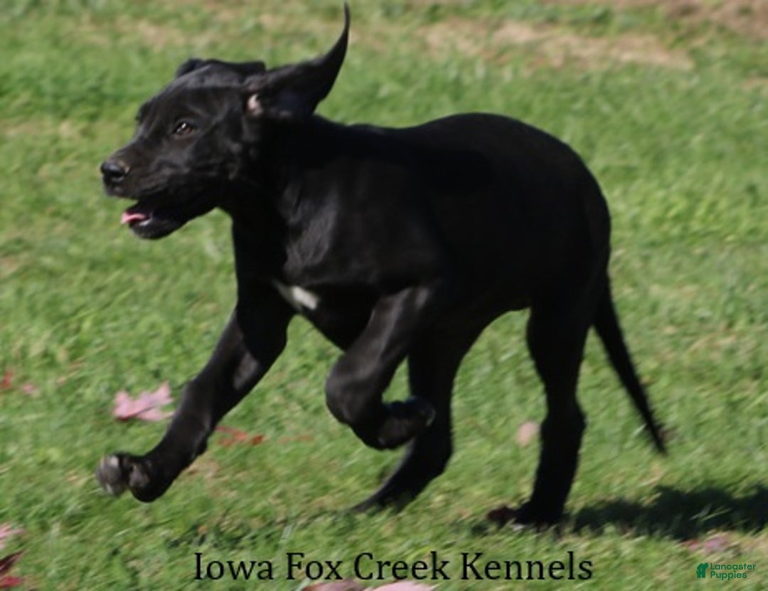 Great Dane dogs for sale: Great Dane Puppy 4 - Ad 8