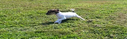 Rat Terrier dogs for sale: Dolly *Updated photos* - Ad 7