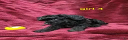 Toy Poodle dogs for sale: AKC black girl 4 - Ad 8