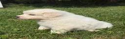 Great Pyrenees dogs for sale: Mrs Orange  - Ad 6