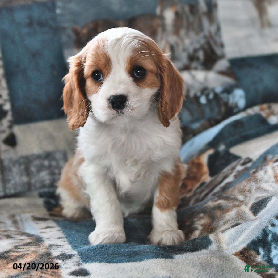 Cavalier King Charles Spaniel dogs Hank - Ad 2