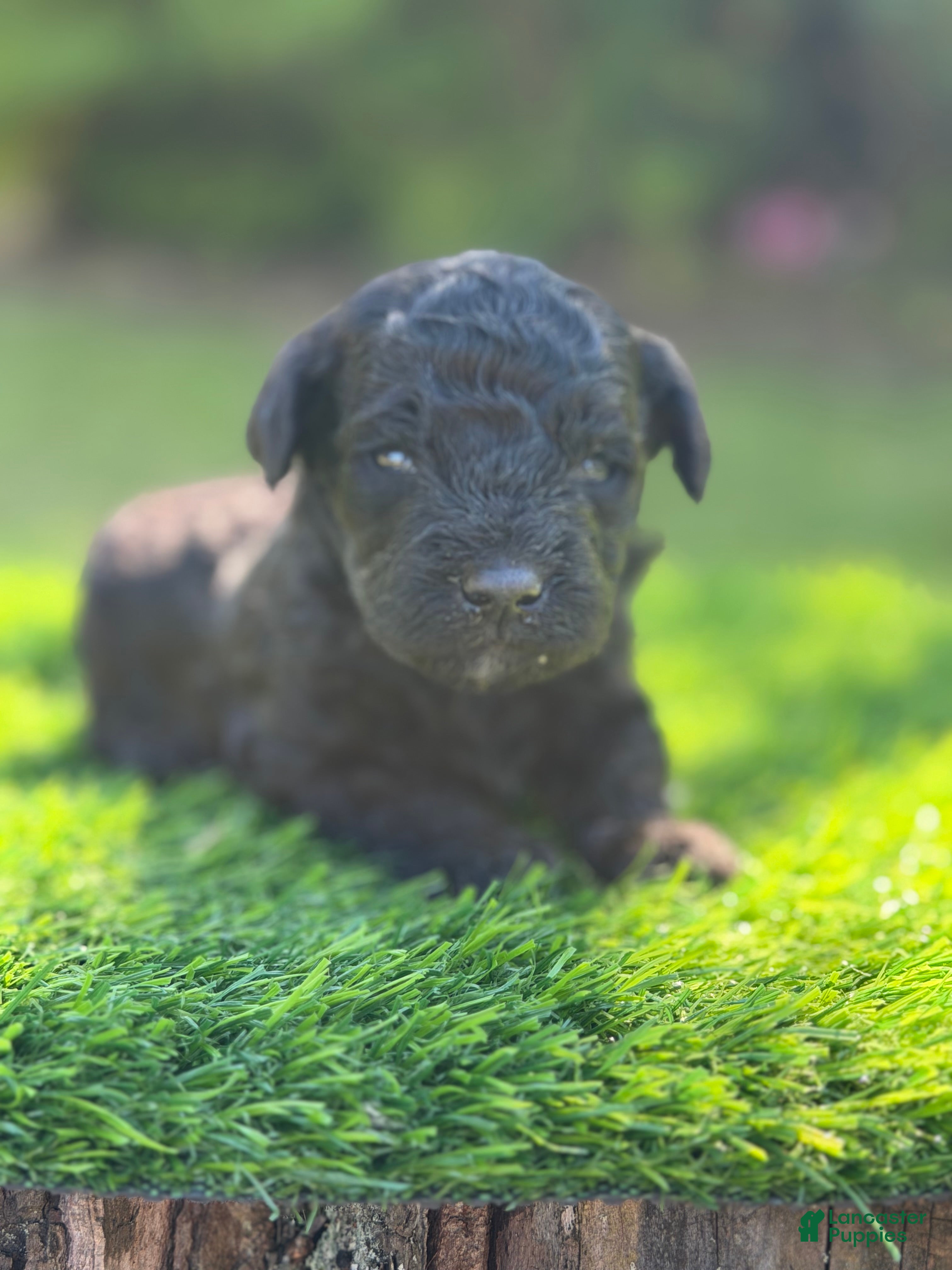 Maltipoo dogs Leo - Ad 1