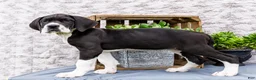Great Dane dogs for sale: Kim - Ad 9