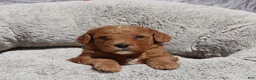 Mini Goldendoodle dogs for sale: Mia 🌷GenClearParents - Ad 10