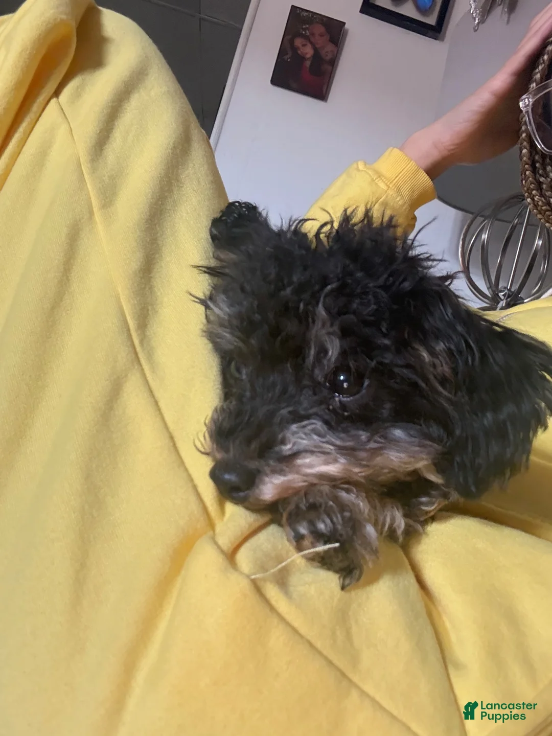 Toy Poodle dogs for sale: Stormie - Ad 4