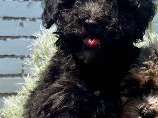 Toy Poodle dogs Tinker AKC . - Ad 35