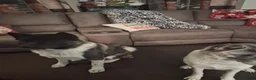 Akita dogs for sale: Akita 4 - Ad 6