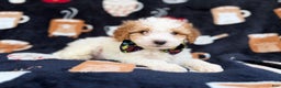 Cavapoo dogs for sale: Chevy - Ad 1
