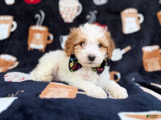 Cavapoo dogs Chevy - Ad 18
