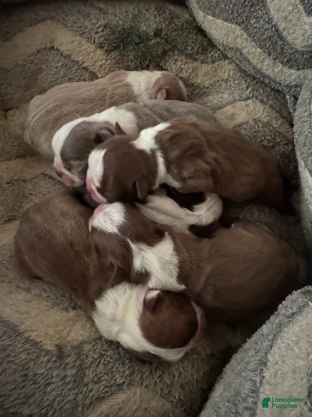 Boston Terrier dogs for sale: Simon - Ad 3