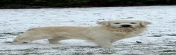 Golden Retriever dogs for sale: Reba - Ad 4