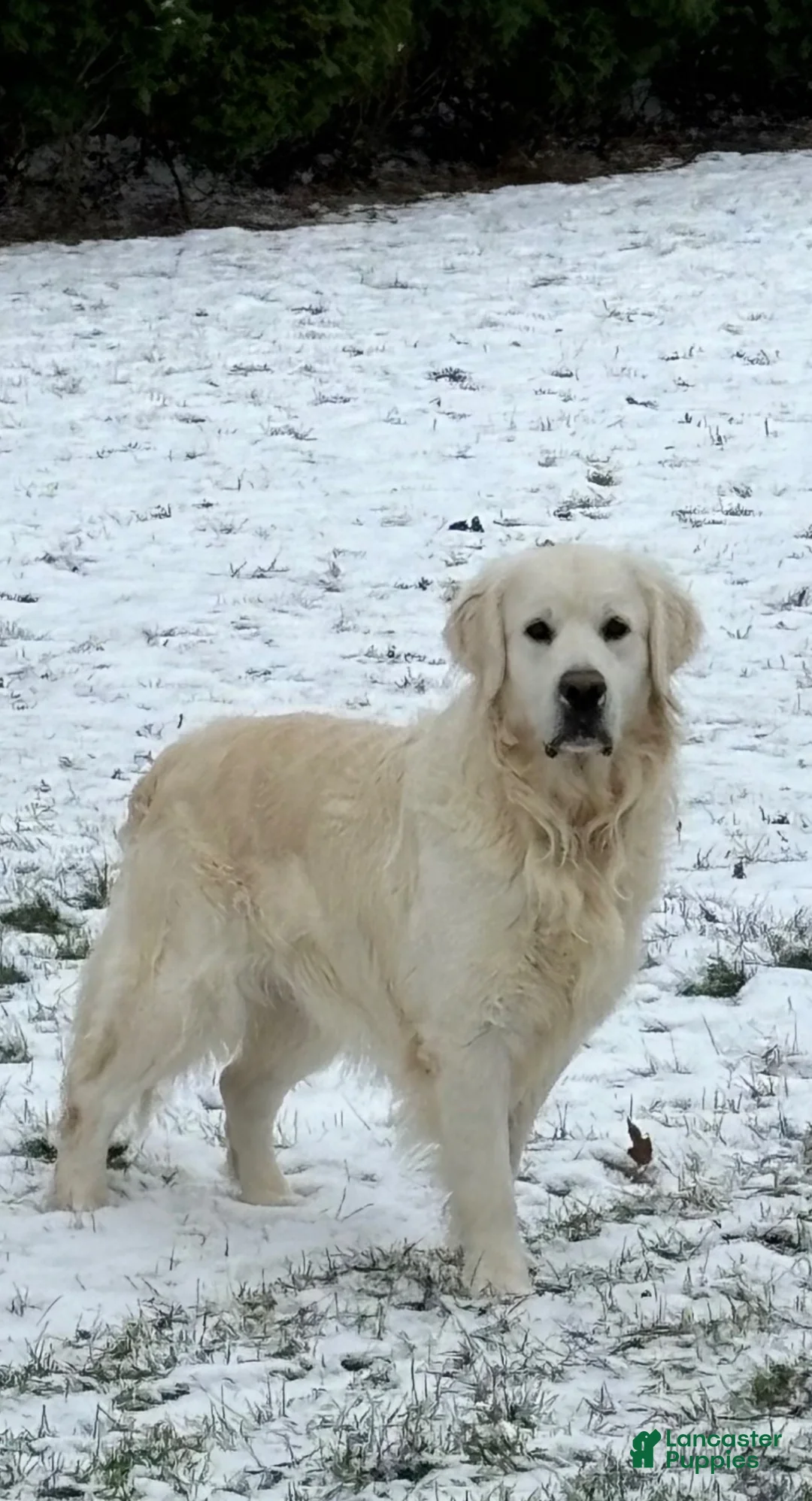 Golden Retriever dogs for sale: Reba - Ad 4
