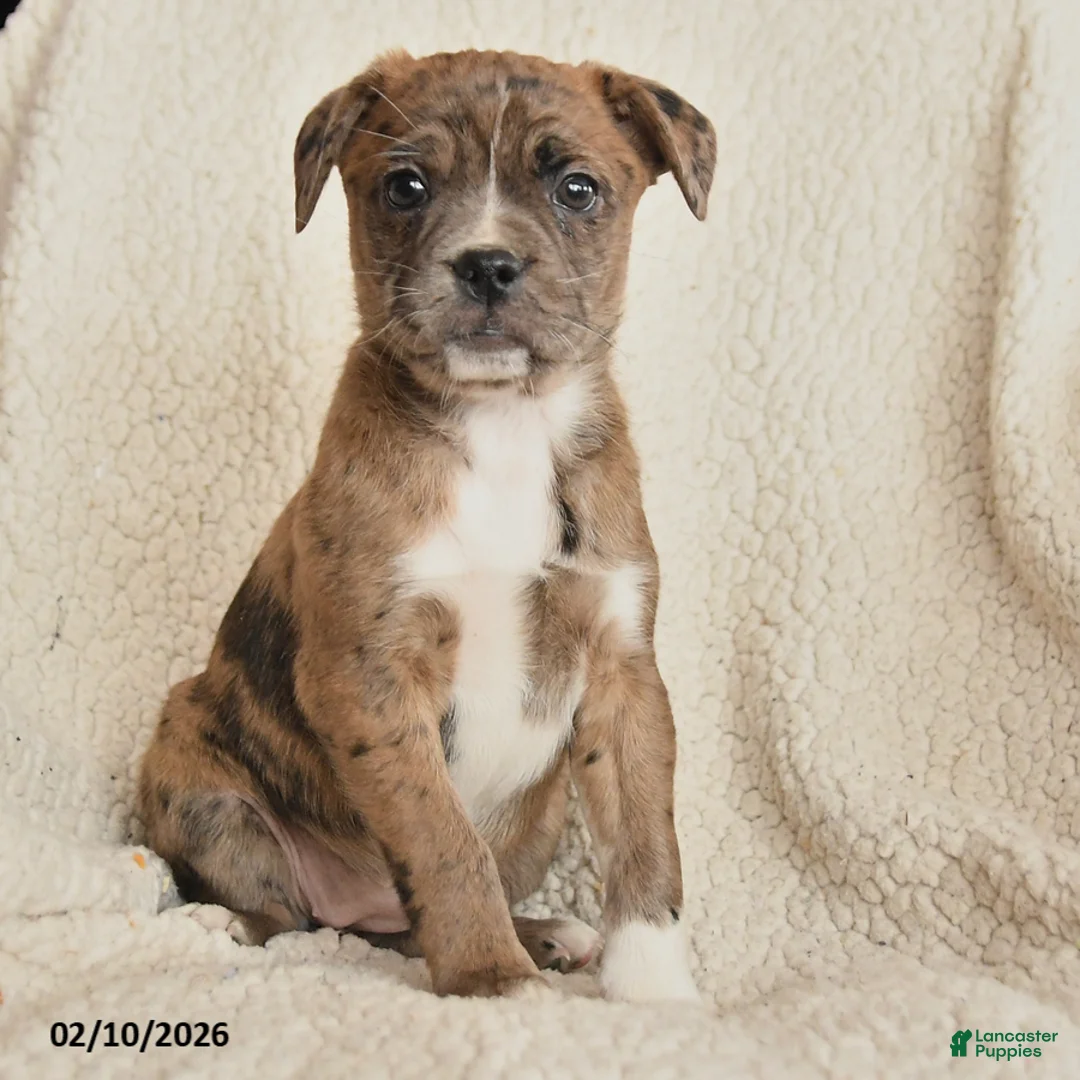 Mixed Breed dogs for sale: Mandy - Ad 3