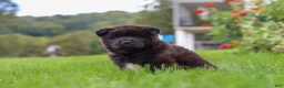 Akita dogs for sale: Nova - Ad 7