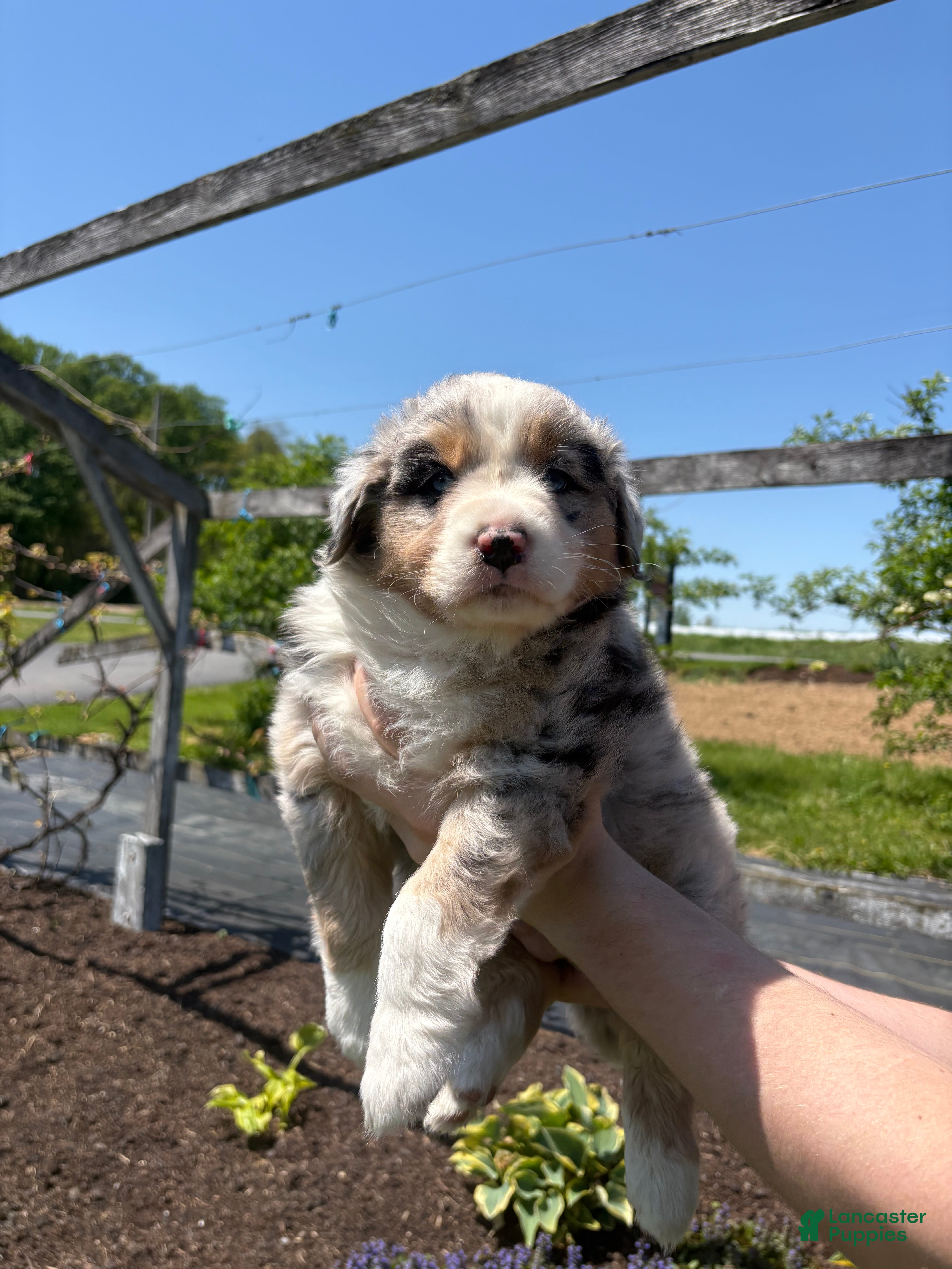 Australian Shepherd dogs Tristan - Ad 39