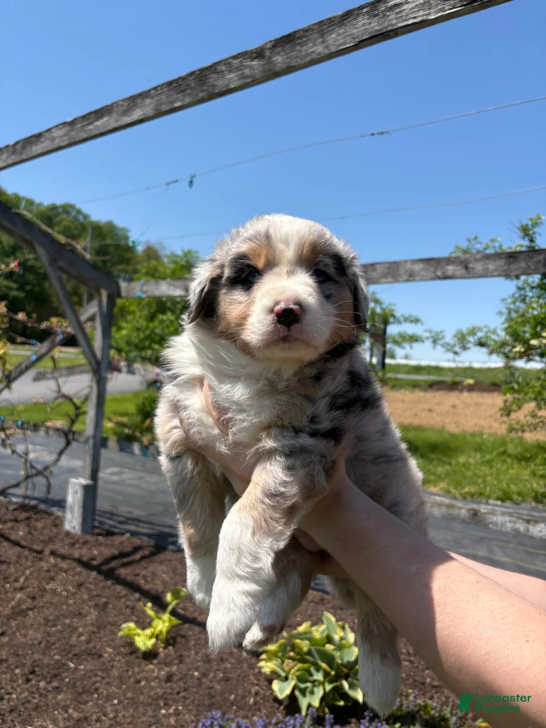 Australian Shepherd dogs for sale: Tristan - Ad 1