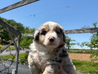 Australian Shepherd dogs Tristan - Ad 39