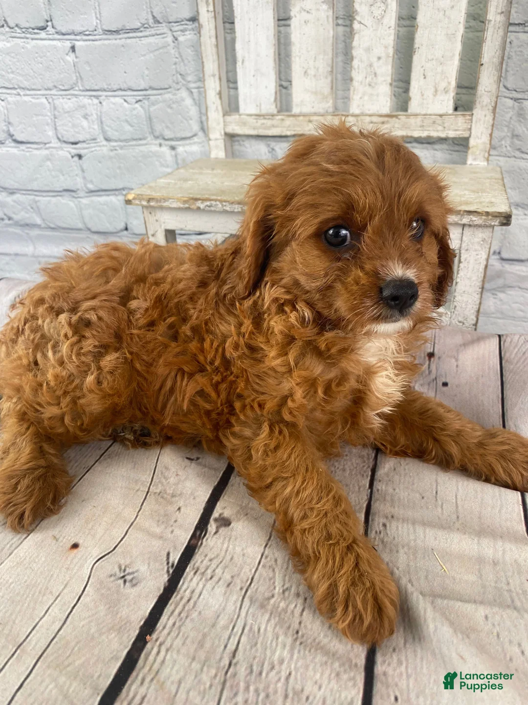 Cavapoo dogs for sale: Daisy - Ad 12