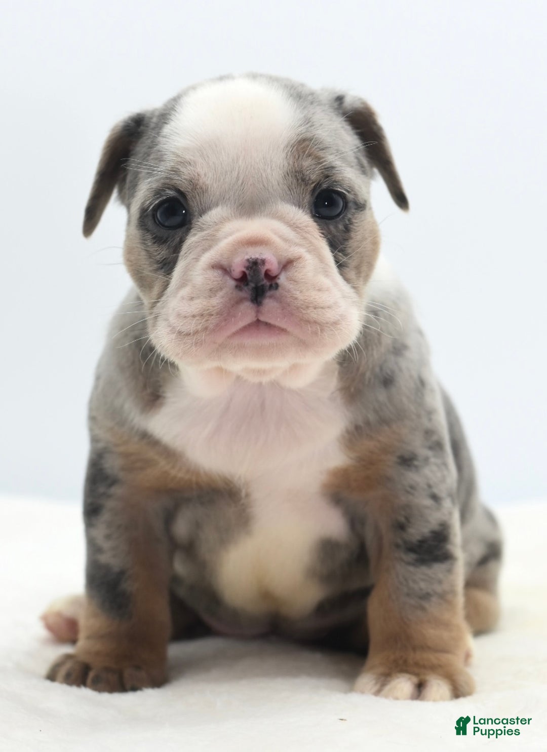 Mixed Breed dogs for sale: Aqua blue koi  - Ad 11