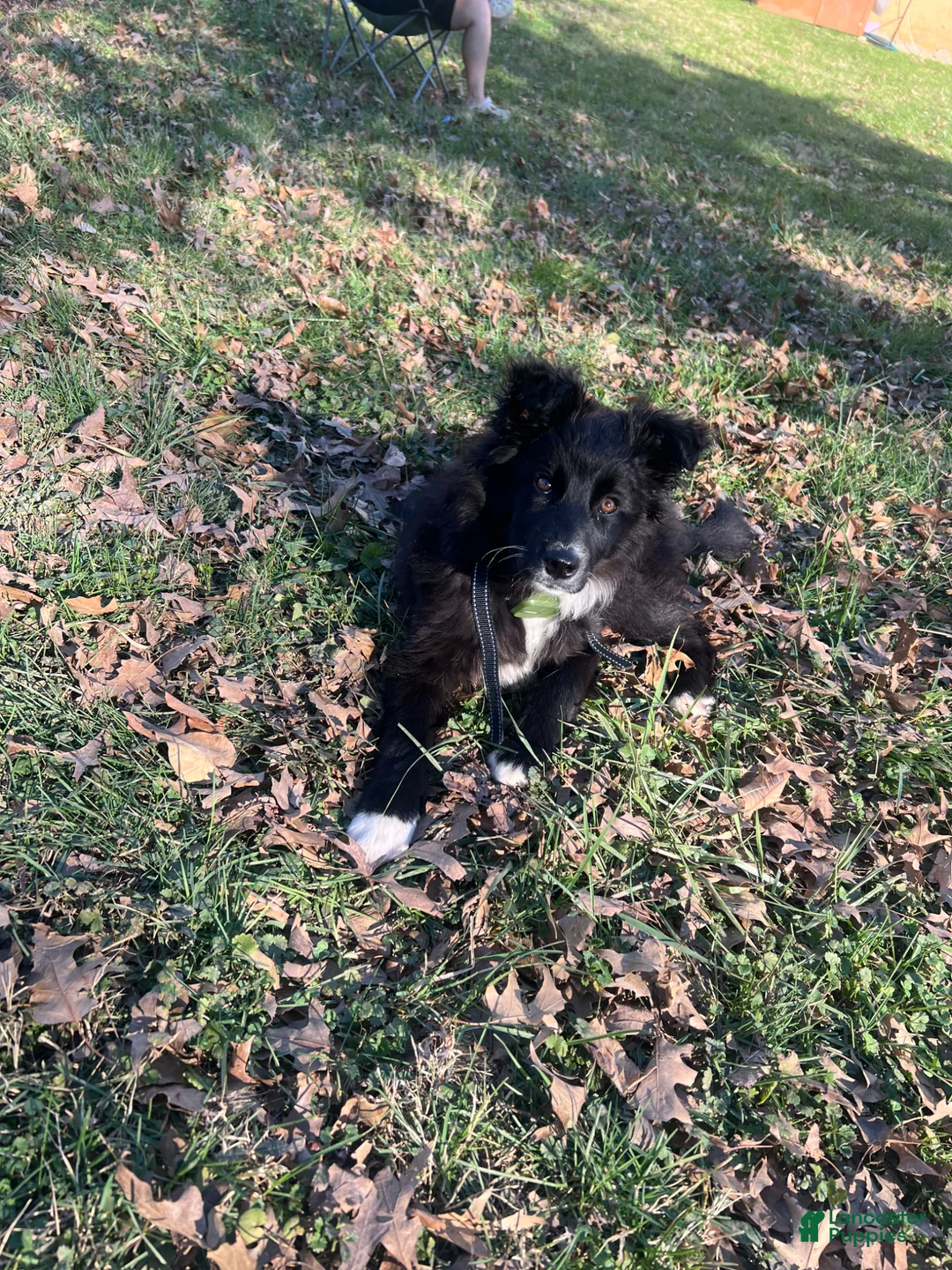 Mixed Breed dogs for sale: Xeno - Ad 5