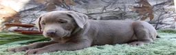 Labrador Retriever dogs for sale: Silver Sambo - Ad 5
